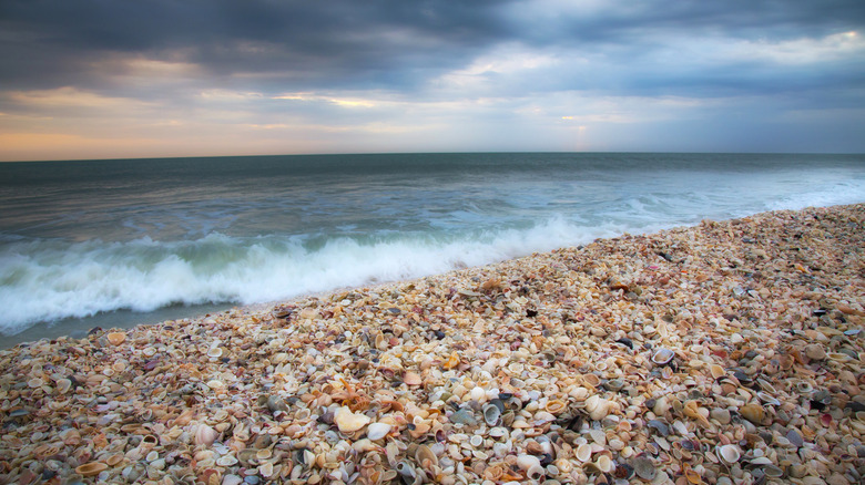 A blanket of seashells on the beach in Sanibel Island
