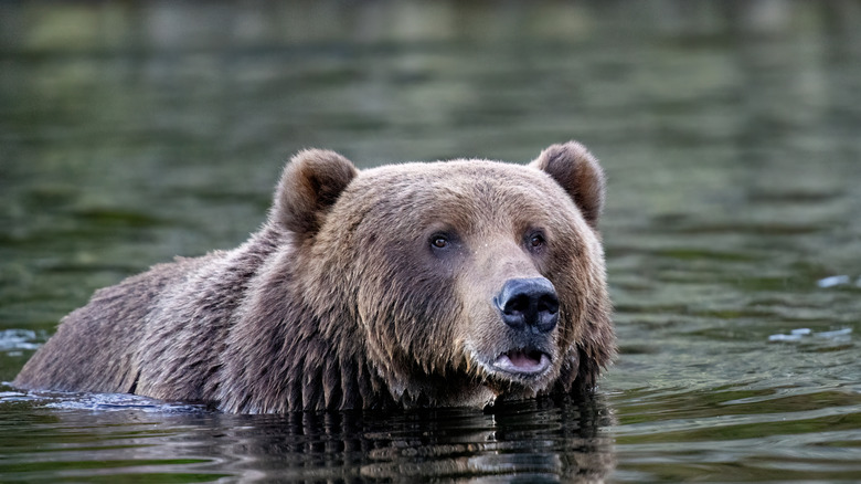 A bear in the water in Kodiak Island, Alaska