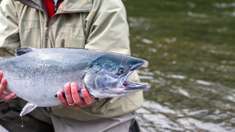 A man holds a salmon caught from a river in Kodiak, Alaska