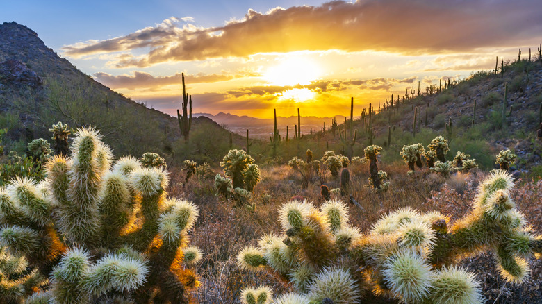 sunset view of the Senora desert landscape