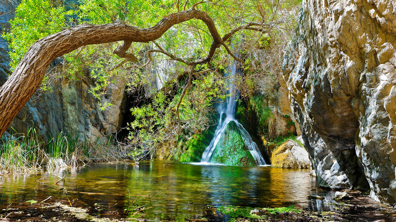 Darwin Falls in Death Valley National Park, framed by trees and a cliff