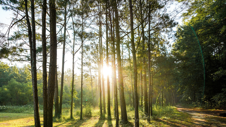 Trees in the Congaree National Park in South Carolina