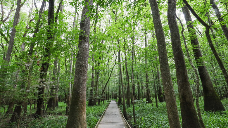 The Boardwalk trail at Congaree National Park in South Carolina