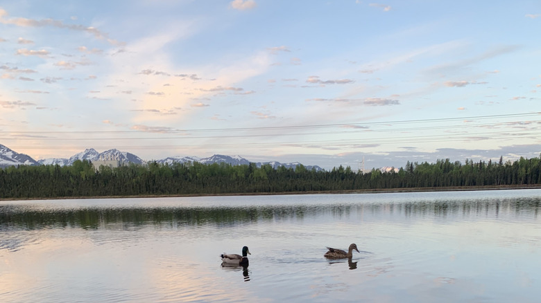 Two ducks swimming in Goose Lake in Anchorage, Alaska