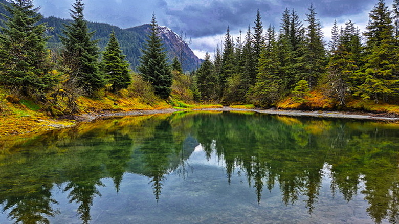 Pine trees reflecting off of a mountain lake's surface in the Mendenhall Valley outside of Juneau, Alaska