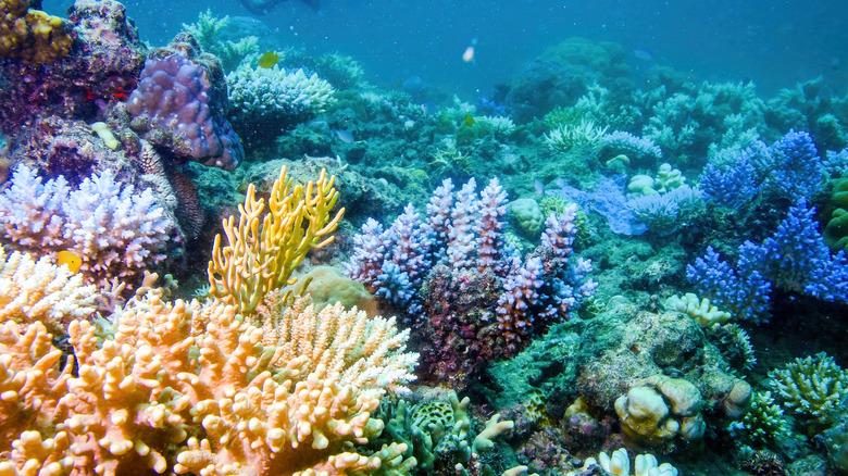 Colorful coral in the Great Barrier Reef, Australia