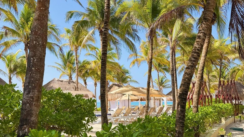 View of beach lounge chairs and umbrellas between palm trees at El Dorado Royale