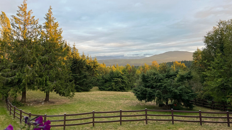 beautiful garden sunset view in Port Townsend, Washington