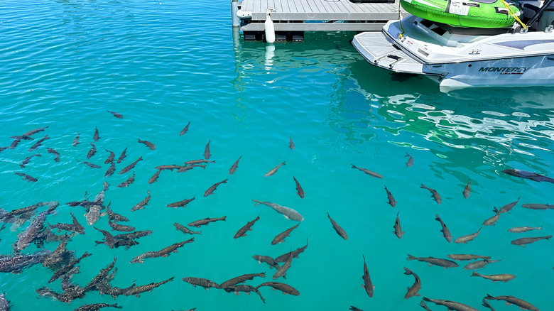 Fish and boats in Bear Lake