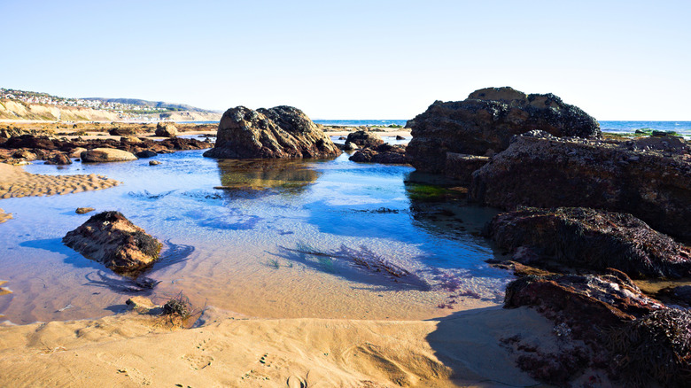A clear, rocky tide pool at Crystal Cove State Park in California