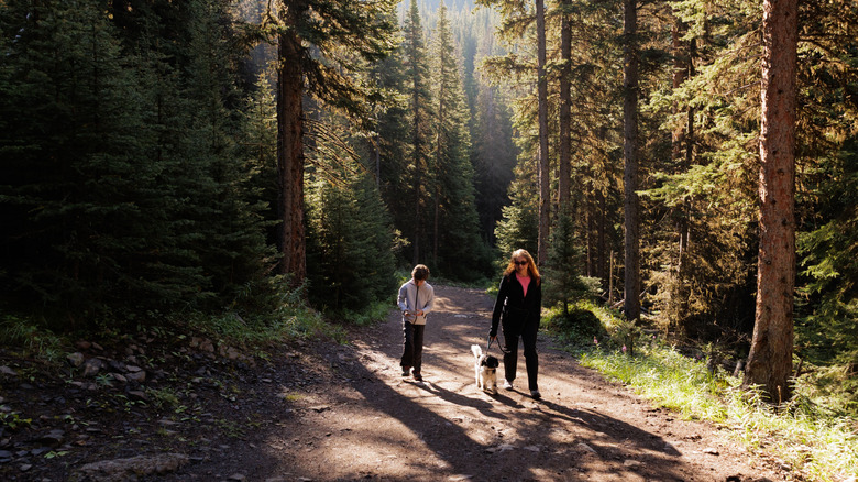 A woman, a boy, and a dog on a walking trail near Kananaskis Village