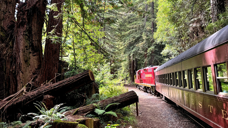 The "Skunk Train" rolls through redwood forests near Fort Bragg, California
