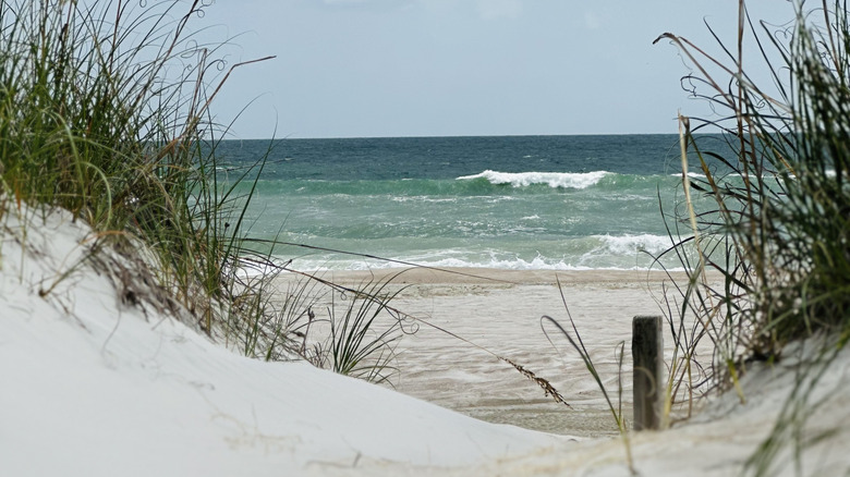 sand dunes on Amelia Island beach, Florida