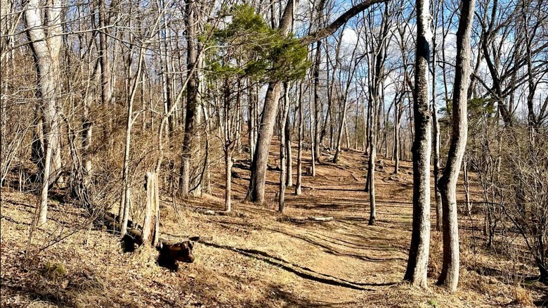 Bare trees on a path at Winged Deer Park