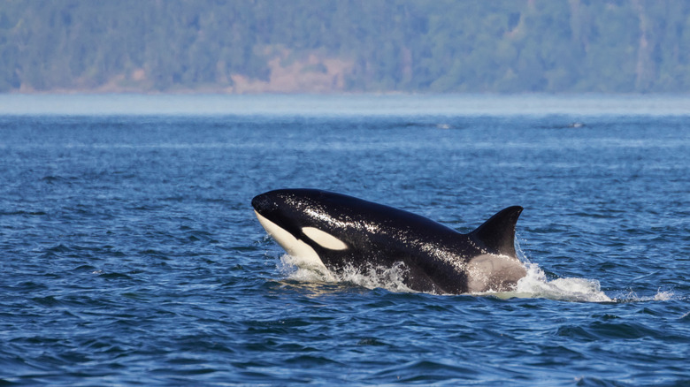 An orca crests the water in the Salish Sea in Washington State