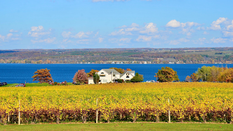 Fall foliage around a winery on the shore of Cayuga lake in the background