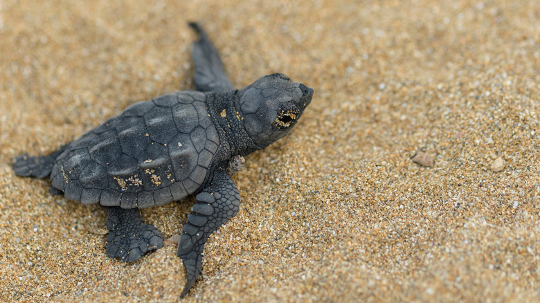 Loggerhead turtle hatchling on the sand in Greece