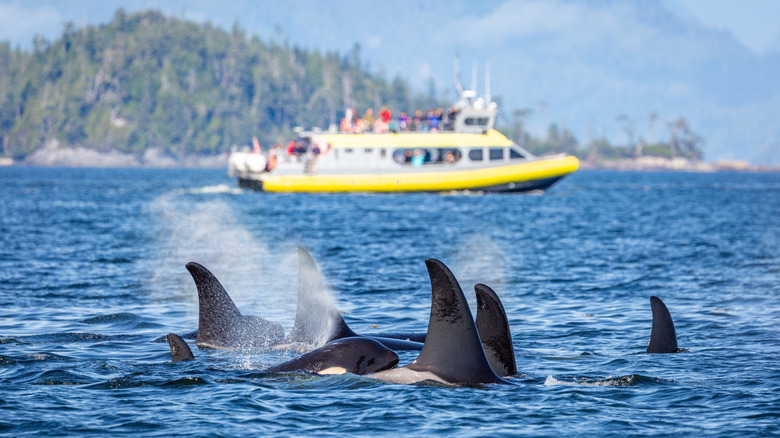 A pod of orcas surfaces in front of a whale watching boat near Orcas Island