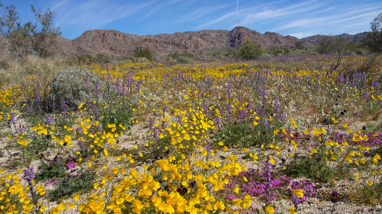 Wildflowers in Joshua Tree National Park