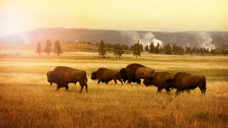 Herd of bisons in Yellowstone