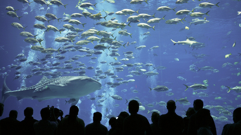 A whale shark and fish inside Georgia Aquarium