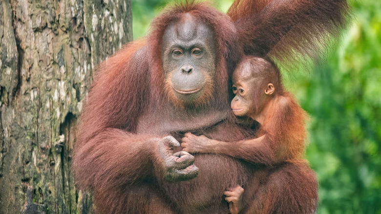 a mother and baby orangutan in Sabah, East Malaysia