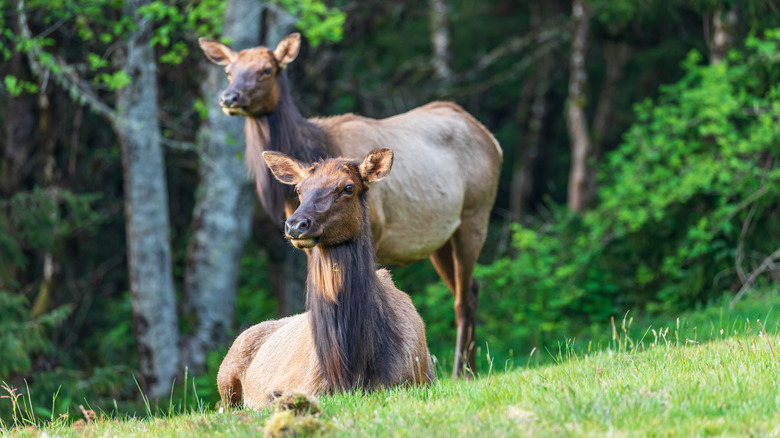 Roosevelt Elk in Ecola State Park along Cannon Beach, Oregon