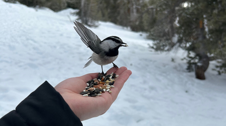 Someone feeding a chickadee from their hand on Chickadee Ridge in Nevada