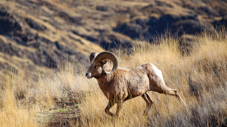 A bighorn sheep runs through the grass near Hells Canyon