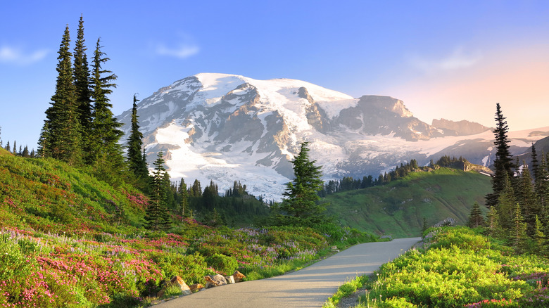 A road in Mount Rainier National Park with a mountain in the distance