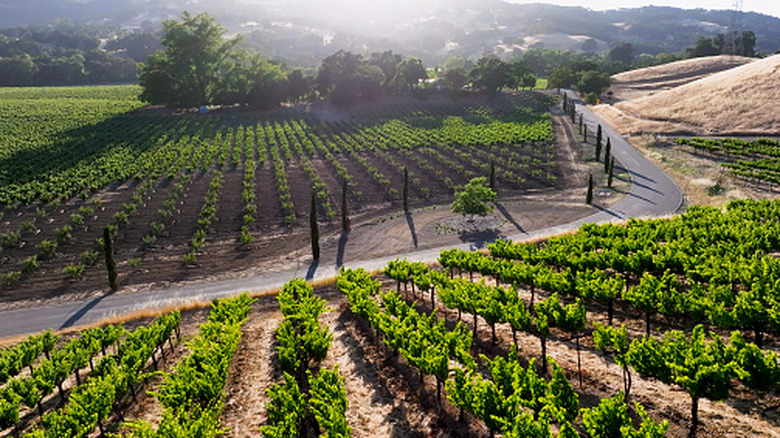 Aerial view of Vineyards at Sunset in Suisun Valley.