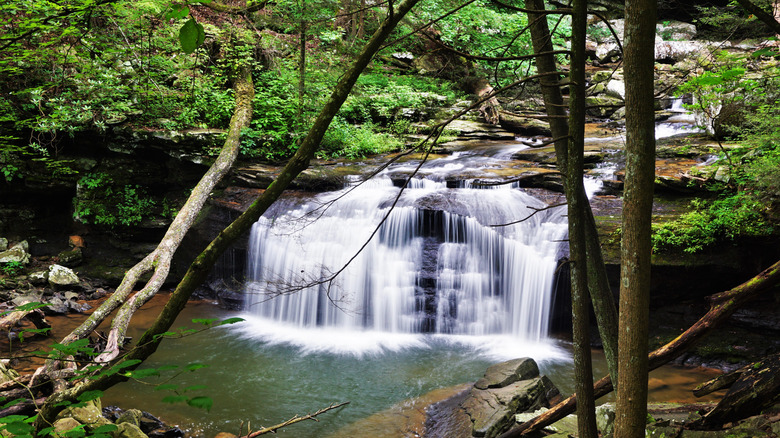 Sitton Gulch Creek Falls at Cloudland Canyon State Park