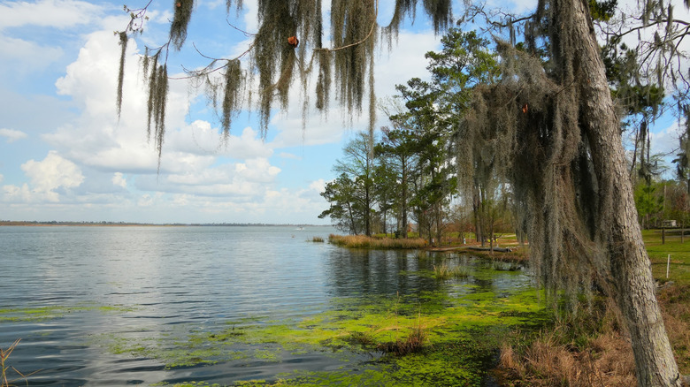 Trees next to Lake Seminole at Three Rivers State Park