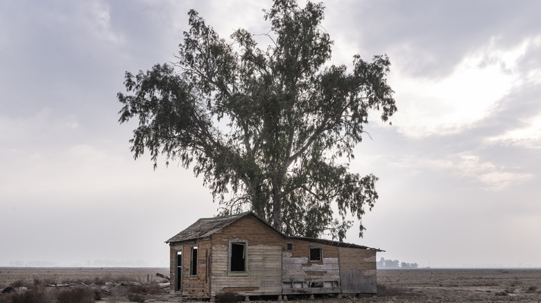 Wooden shack under a single tree on a flat plain near Bakersfield, California