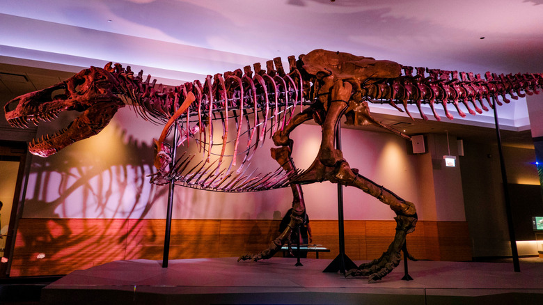 The Field Museum's iconic T. Rex