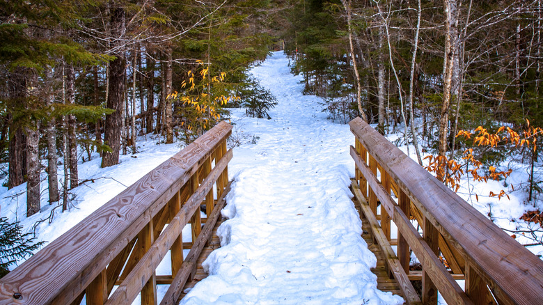 A snowy bridge path in a forest
