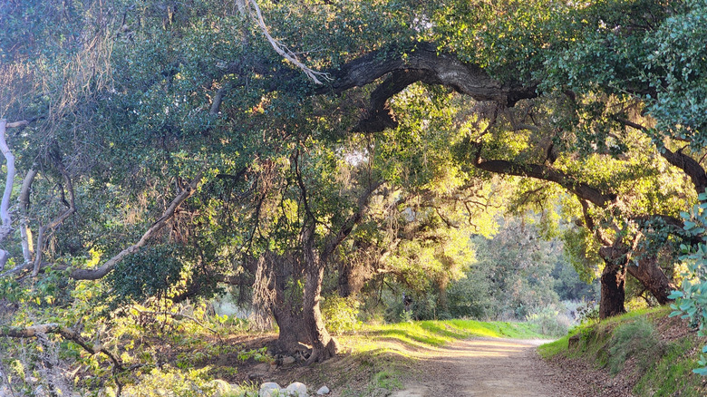 Oak trees shade a hiking trail in Harmon Canyon Natural Preserve in Ventura, California