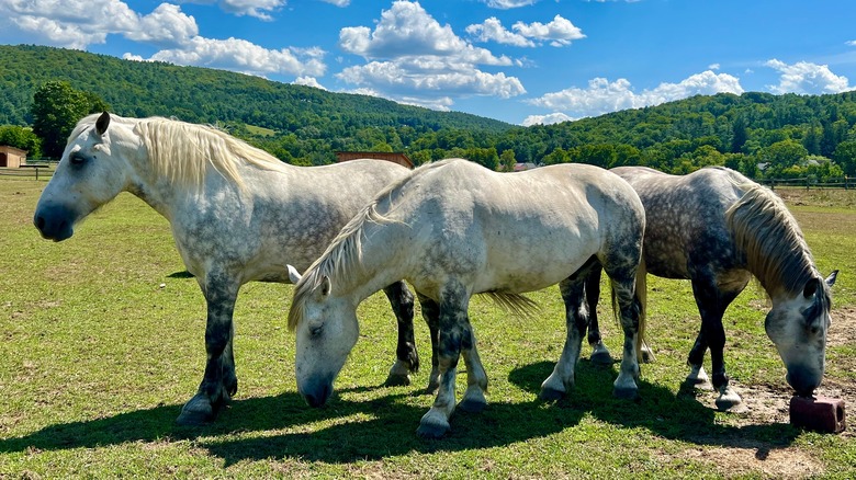 The horses at Billings Farm & Museum in Woodstock, Vermont