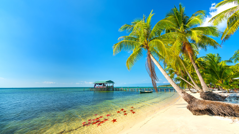 Palm trees and a sandy beach on Phu Quoc Island