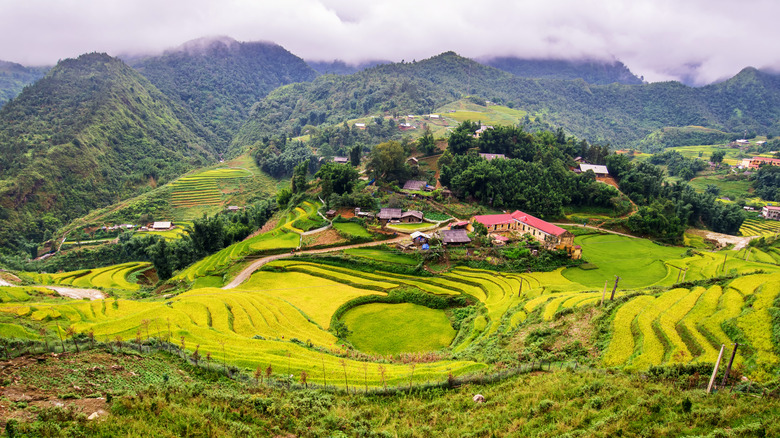 Rice paddies in Cat Cat Village in the region of Sapa
