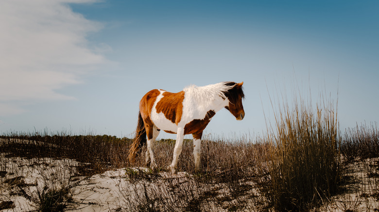 A wild pony at Chincoteague National Wildlife Refuge