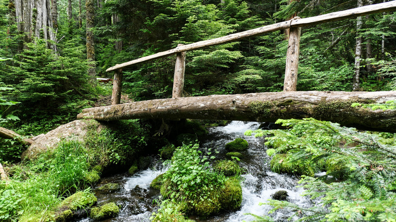 bridge crossing over a small stream in Olympic National Park, Washington