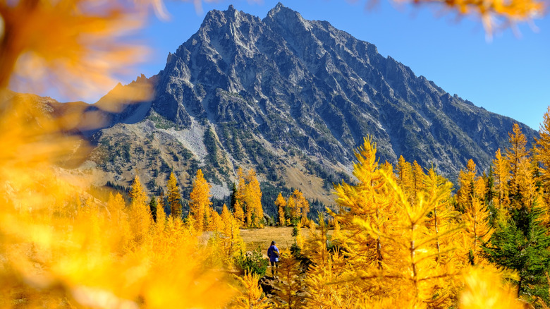 A woman standing in a grove of larch trees on the Lake Ingalls Trail