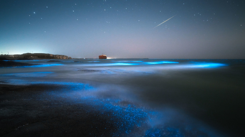 Blue bioluminescence in the water at night