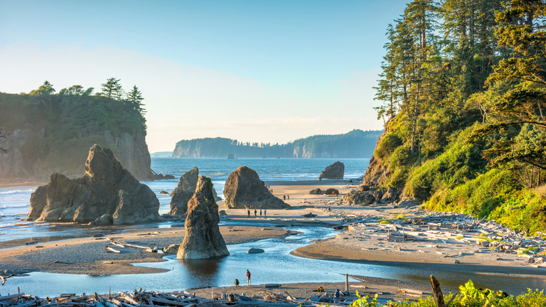 People examining beach tide pools with massive rock formations emerging and forest in background