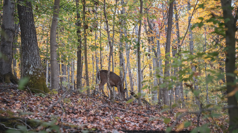 A deer foraging in Coonskin Park