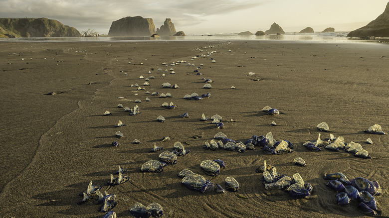 dozens of velella velella on a beach with rock formations in the distance