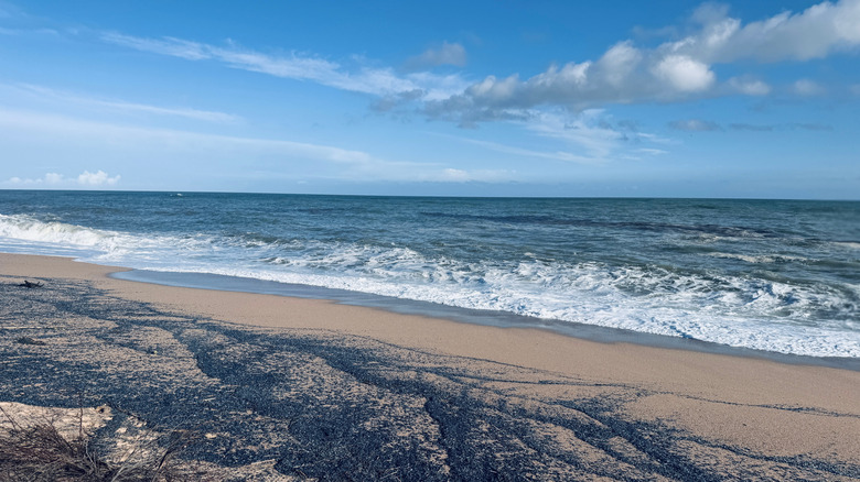 An Oregon beach at mid-day with thousands of velella velella washed up on the shore.