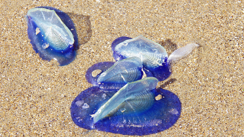 Close up of velella velella washed up on a beach.