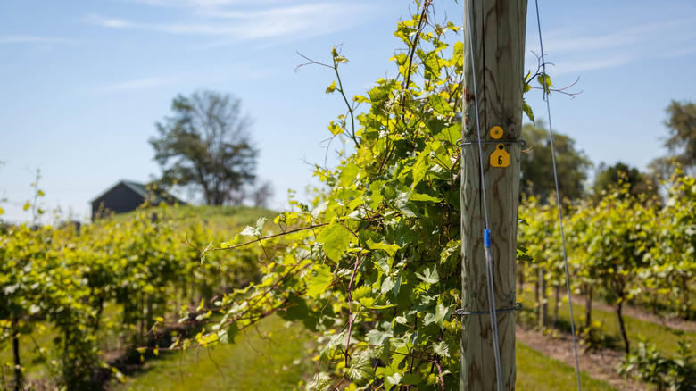 Summer in a Wisconsin vineyard